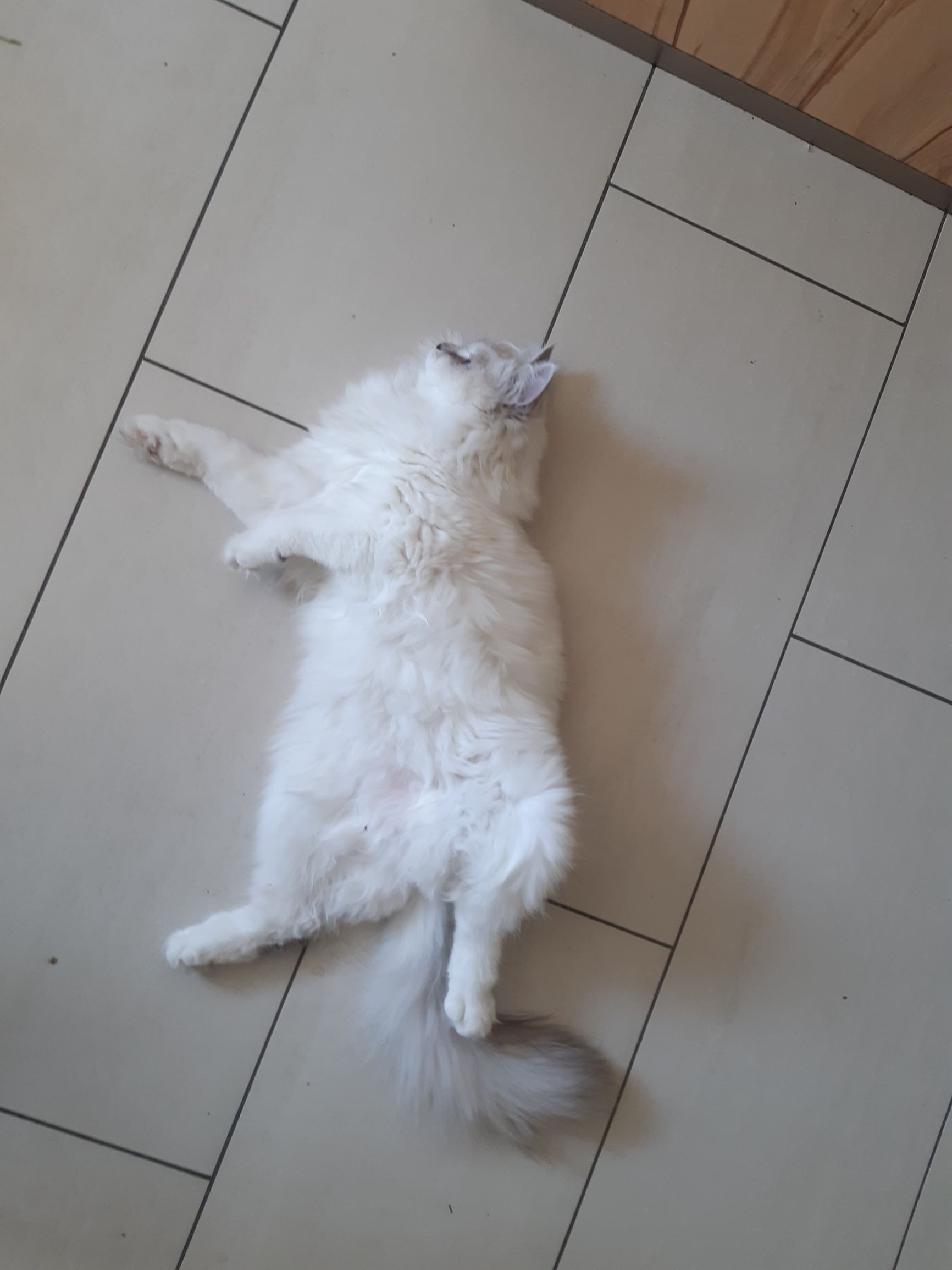 Gemeinde Raisting - Ferienprogramm, Testera